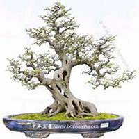 唯美好看榕树微信头像