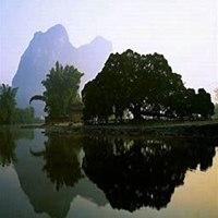 唯美好看榕树微信头像