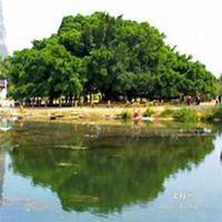 唯美好看榕树微信头像