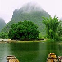 唯美好看榕树微信头像