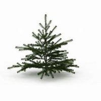 唯美好看槐树微信头像图片