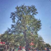 唯美好看槐树微信头像图片