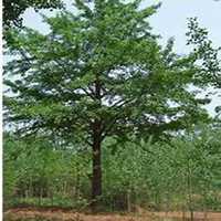 唯美好看槐树微信头像图片