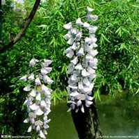 唯美好看槐树微信头像图片