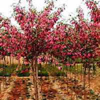 唯美好看槐树微信头像图片