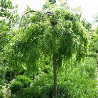 唯美好看槐树微信头像图片