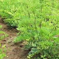 唯美好看槐树微信头像图片