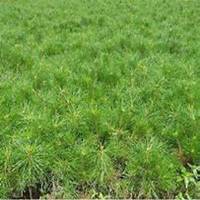 唯美好看槐树微信头像图片