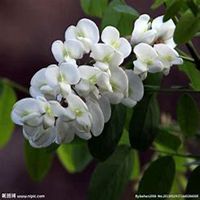 唯美好看槐树微信头像图片