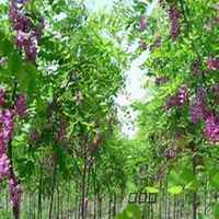 唯美好看槐树微信头像图片