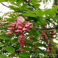 唯美好看槐树微信头像图片