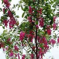 唯美好看槐树微信头像图片