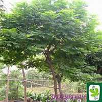 唯美好看槐树微信头像图片