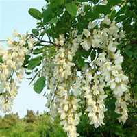 唯美好看槐树微信头像图片