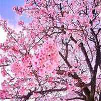 唯美好看樱花微信头像