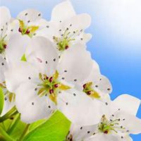 唯美好看樱花微信头像