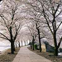 唯美好看樱花微信头像