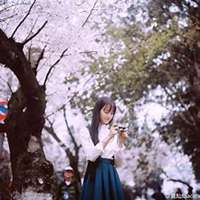 唯美好看樱花微信头像