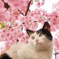 唯美好看樱花微信头像