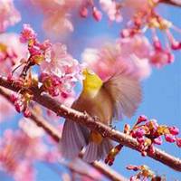 唯美好看樱花微信头像