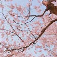 唯美好看樱花微信头像