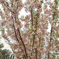 唯美好看樱花微信头像