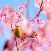 唯美好看樱花微信头像