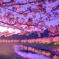 唯美好看樱花微信头像