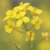 唯美好看油菜花微信头像