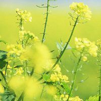 唯美好看油菜花微信头像