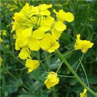 唯美好看油菜花微信头像