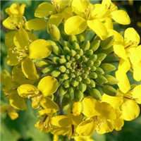 唯美好看油菜花微信头像