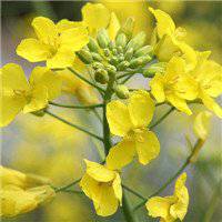 唯美好看油菜花微信头像