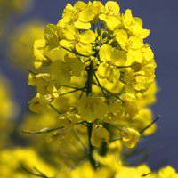 唯美好看油菜花微信头像