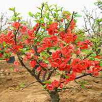 唯美好看海棠树微信头像图片