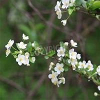 唯美好看海棠树微信头像图片