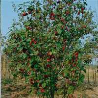 唯美好看海棠树微信头像图片