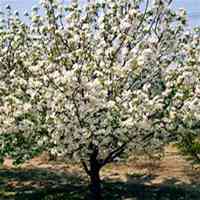 唯美好看海棠树微信头像图片