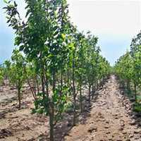 唯美好看海棠树微信头像图片