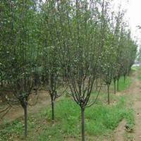 唯美好看海棠树微信头像图片