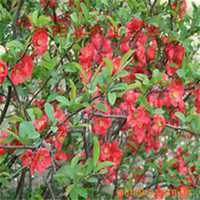 唯美好看海棠树微信头像图片