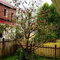 唯美好看海棠树微信头像图片