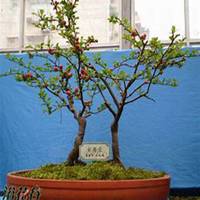 唯美好看海棠树微信头像图片