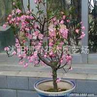 唯美好看海棠树微信头像图片