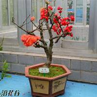 唯美好看海棠树微信头像图片