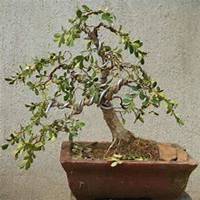 唯美好看海棠树微信头像图片