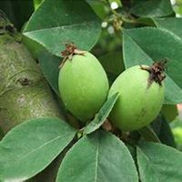 唯美好看海棠树微信头像图片