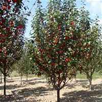 唯美好看海棠树微信头像图片