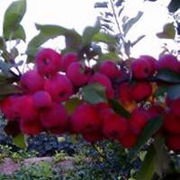 唯美好看海棠树微信头像图片