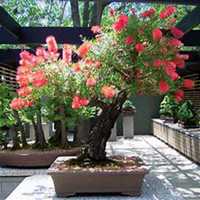 唯美好看海棠树微信头像图片